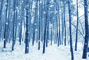 Image showing snow in the forest