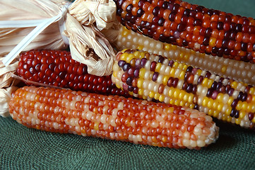 Image showing Indian Corn