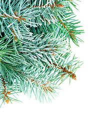 Image showing Fluffy Spruce Branches