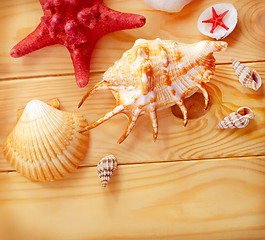 Image showing shells on wooden board