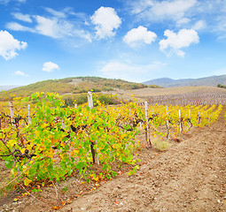 Image showing Vineyard in Crimea, mountain in Crimea