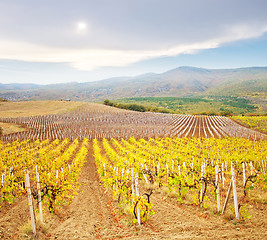 Image showing Vineyard in Crimea, mountain in Crimea