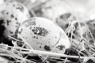 Image showing quail eggs