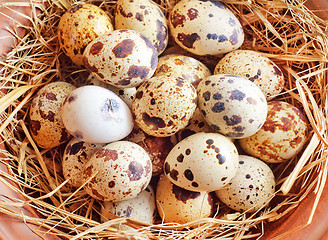 Image showing raw guail eggs