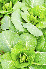 Image showing cabbage