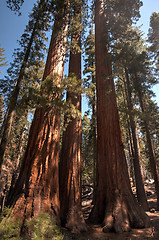 Image showing Giant Sequoia in Yosemite