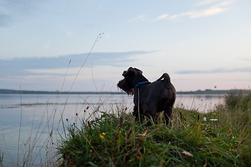 Image showing Dog on sunset