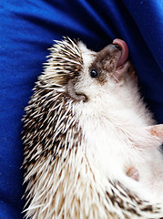 Image showing Cute hedgehog