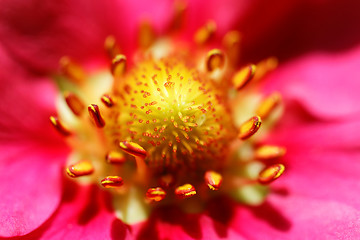 Image showing Strawberry flower