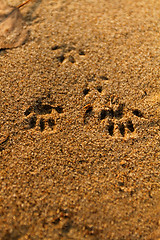 Image showing Animal foot print