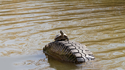 Image showing Cute turtle