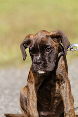 Image showing Boxer dog