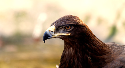 Image showing Brown eagle