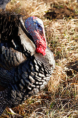 Image showing Turkey in nature