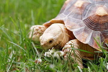 Image showing African Spurred Tortoise