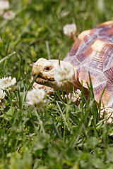 Image showing African Spurred Tortoise