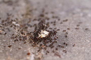 Image showing Ants of bread