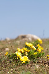 Image showing Yellow flower