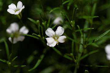 Image showing Sweet alyssum