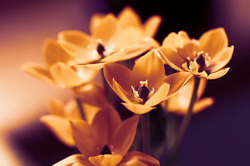 Image showing Orange flower