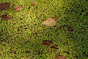 Image showing Duckweed