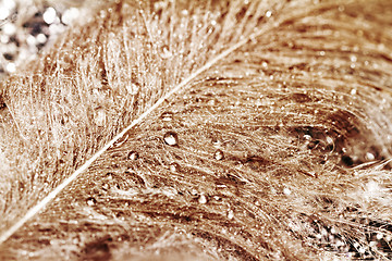 Image showing Owl feathers