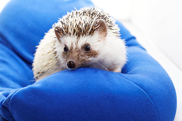 Image showing Cute hedgehog