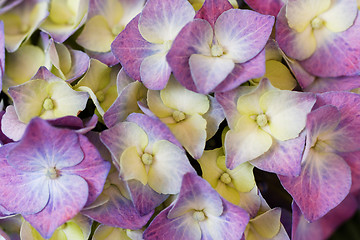 Image showing Hydrangea