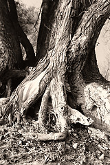 Image showing Tree root