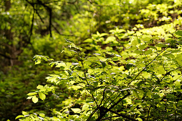 Image showing Green leaf