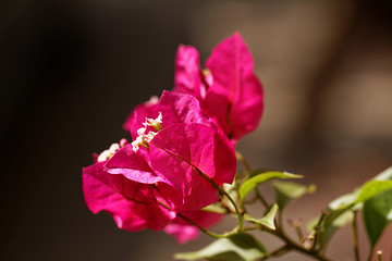 Image showing Bougainvillea