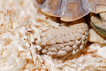 Image showing African Spurred Tortoise