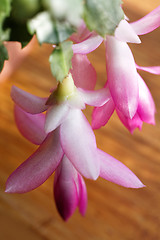 Image showing Christmas cactus