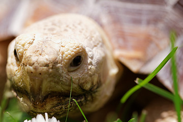 Image showing African Spurred Tortoise