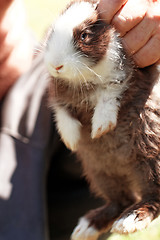 Image showing Bunny rabbit