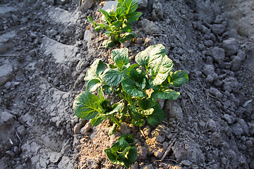 Image showing  green potatoes 