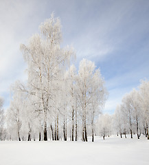 Image showing trees in park  