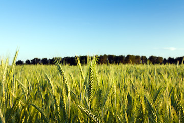 Image showing  green unripe grains