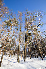 Image showing trees in park  