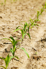 Image showing young corn  