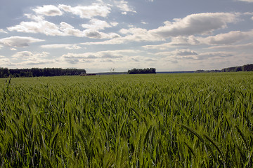 Image showing  green unripe grains