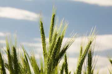 Image showing  unripe wheat  