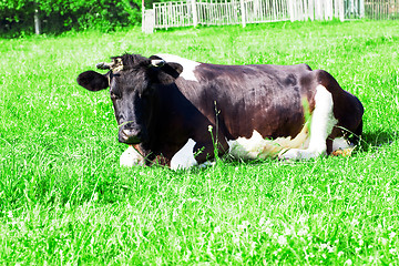 Image showing   cow lying on  grass