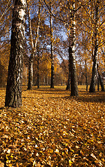 Image showing the autumn wood  