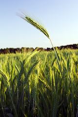 Image showing  green unripe grains