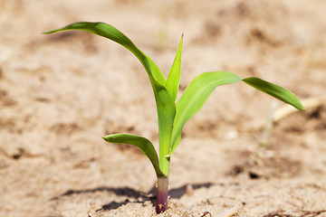 Image showing corn sprout 