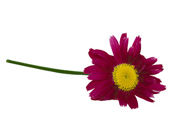 Image showing Red Daisy, 