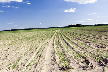 Image showing agricultural field 