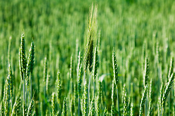 Image showing  green unripe grains