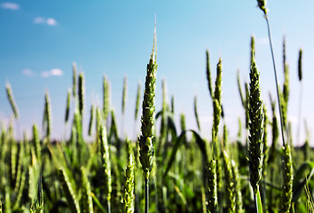 Image showing  green unripe grains